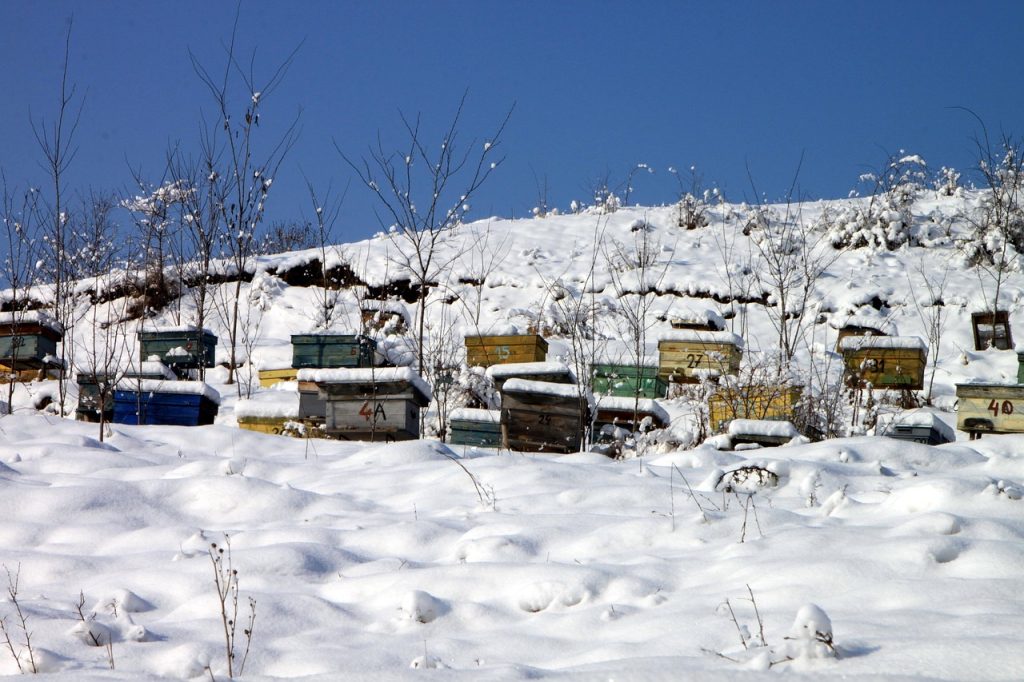 apiary, bee-keeping, bee, hives, cold, snow, winter, beehive, apiculture, nature, honeycomb, beekeeper